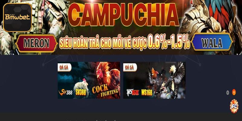 Chơi đá gà online chuyên nghiệp tại BMWBET