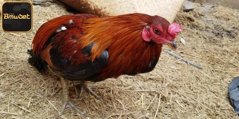 Bệnh Chướng Diều Khô Chân Ở Gà - Cách Nhận Biết Và Điều Trị