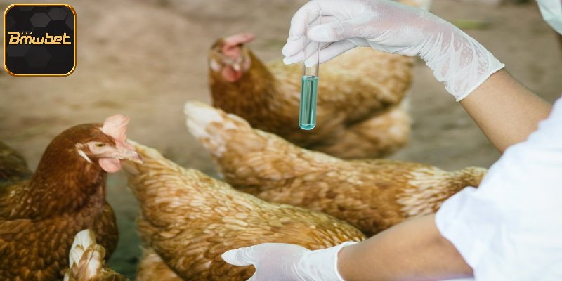 Cách điều trị bệnh chướng diều khô chân ở gà