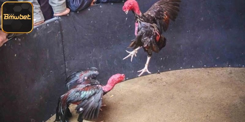 Cách nuôi chiến kê bài bản nhất từ BMWBET