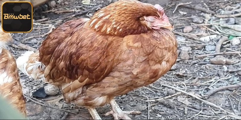 Dấu hiệu vật nuôi đang mắc bệnh lý