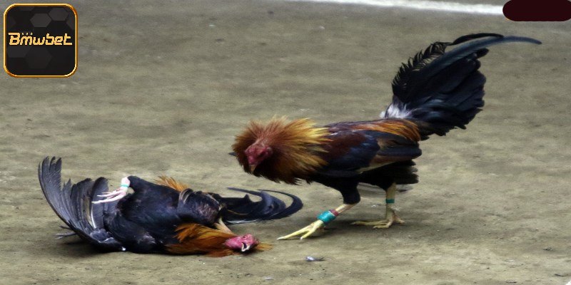 Đòn Đá Chết Gà - Những Pha Hạ Gục Đối Thủ Chưa Tới 3 Phút