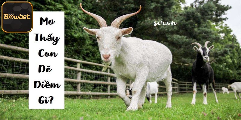 Giấc mơ thấy dê thì đánh con gì nếu là dê đực