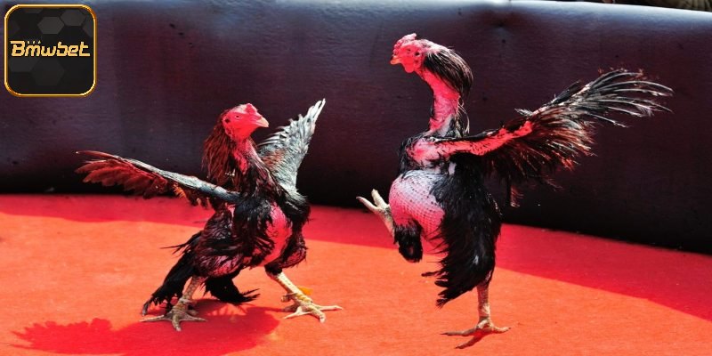 Giới thiệu thuật ngữ đòn đá của chiến kê