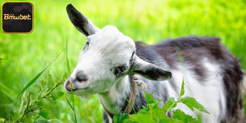 Ngủ mê dê đi vào nhà