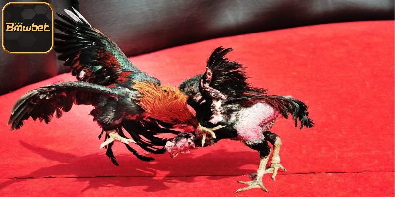 Tổng hợp các đòn đá chết gà nổi tiếng