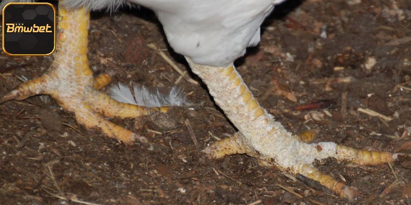 Tổng quan về bệnh lý chướng diều ở gà